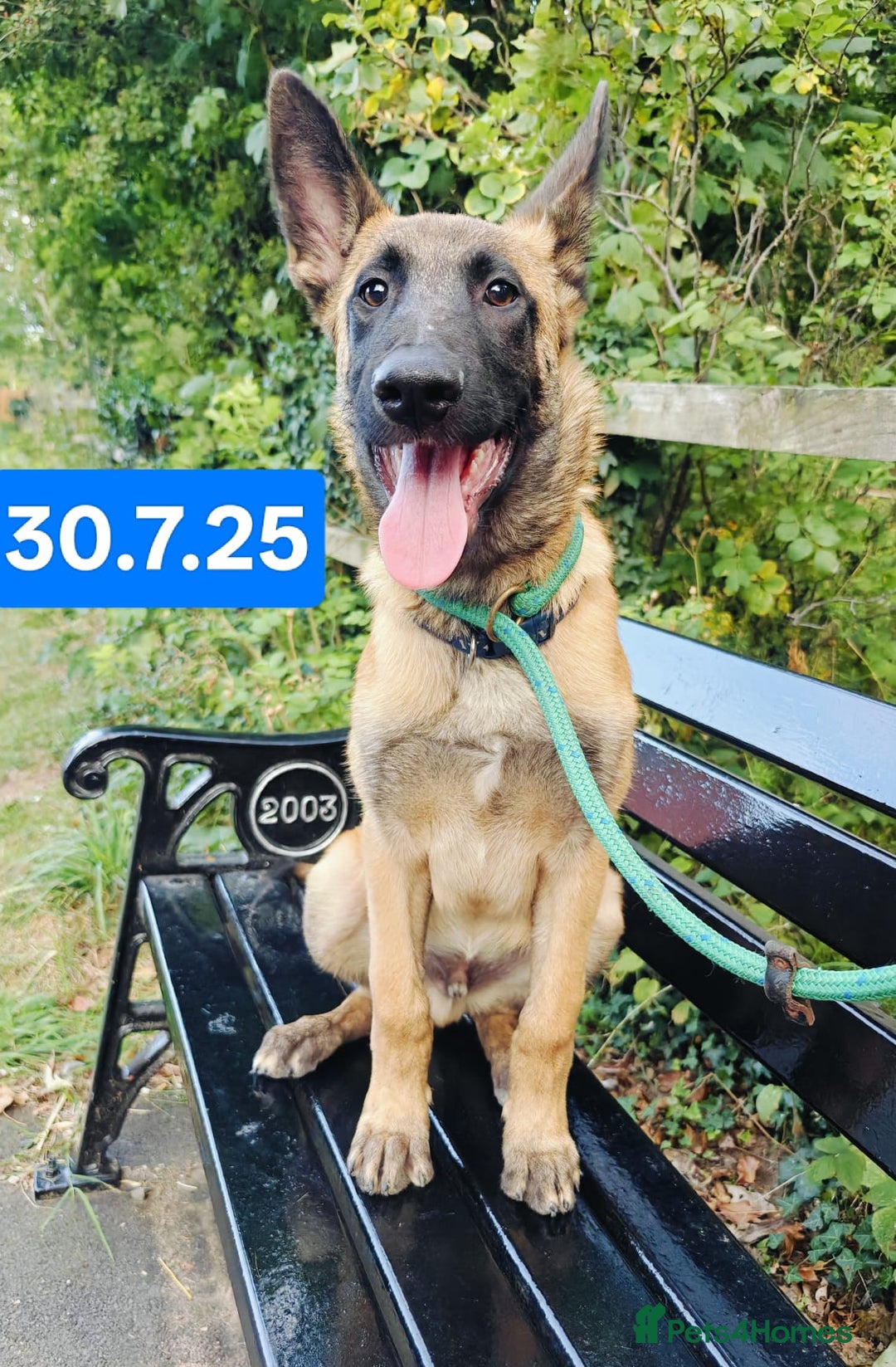 Belgian Shepherd Dog dogs for sale: KC Reg Belgian Shepherd Malinois pups for sale in Newport - Image 2