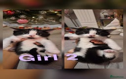 Mixed Breed cats for sale: Beautiful kittens 🐾 - Image 26