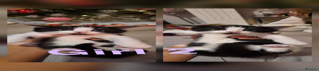 Mixed Breed Kitten 3