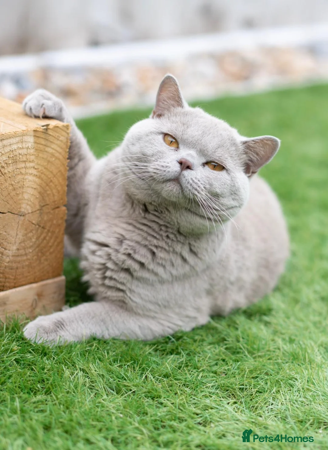 British Shorthair cats for stud: British Shorthair lilac stud - Advert 1