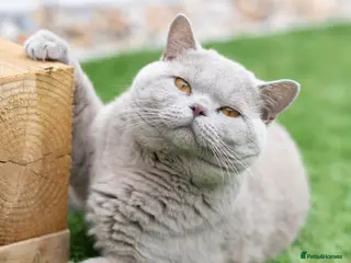 British Shorthair cats British Shorthair lilac stud - Advert 7