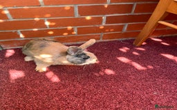 English Lop rabbits for sale: Coco and cookie  - Image 2