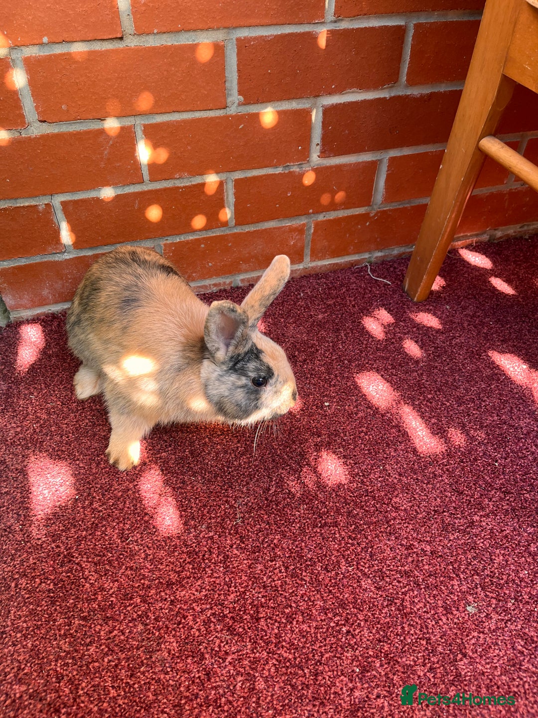 English Lop rabbits for sale: Coco and cookie  - Image 2
