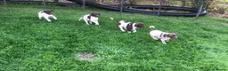German Shorthaired Pointer dogs for sale: GSP Puppies in Aberdare - Advert 11