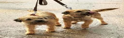 Border Terrier dogs for sale: Top show quality KC registered Border Terrier pup - Advert 2