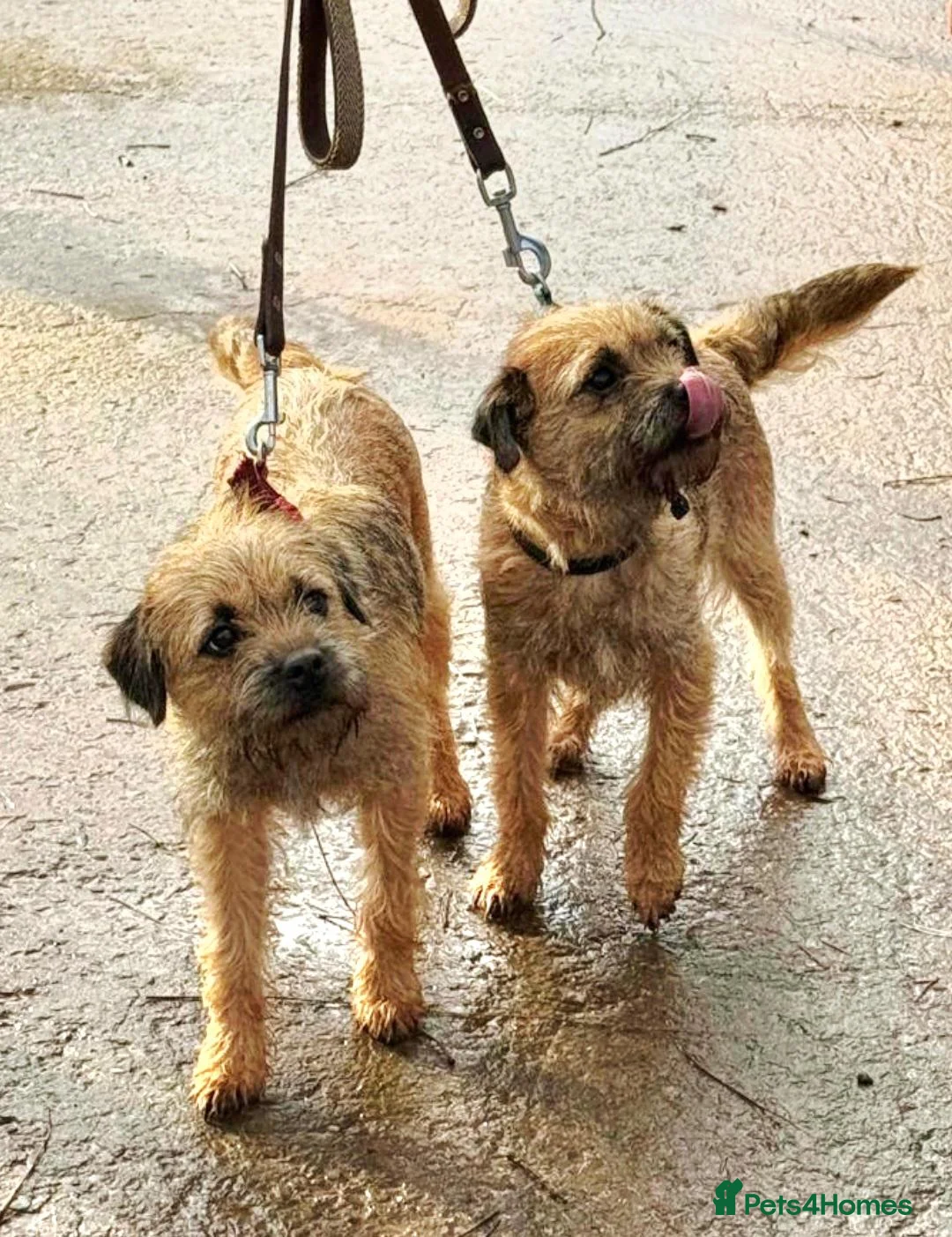 Border Terrier dogs for sale: Top show quality KC registered Border Terrier pup - Advert 2