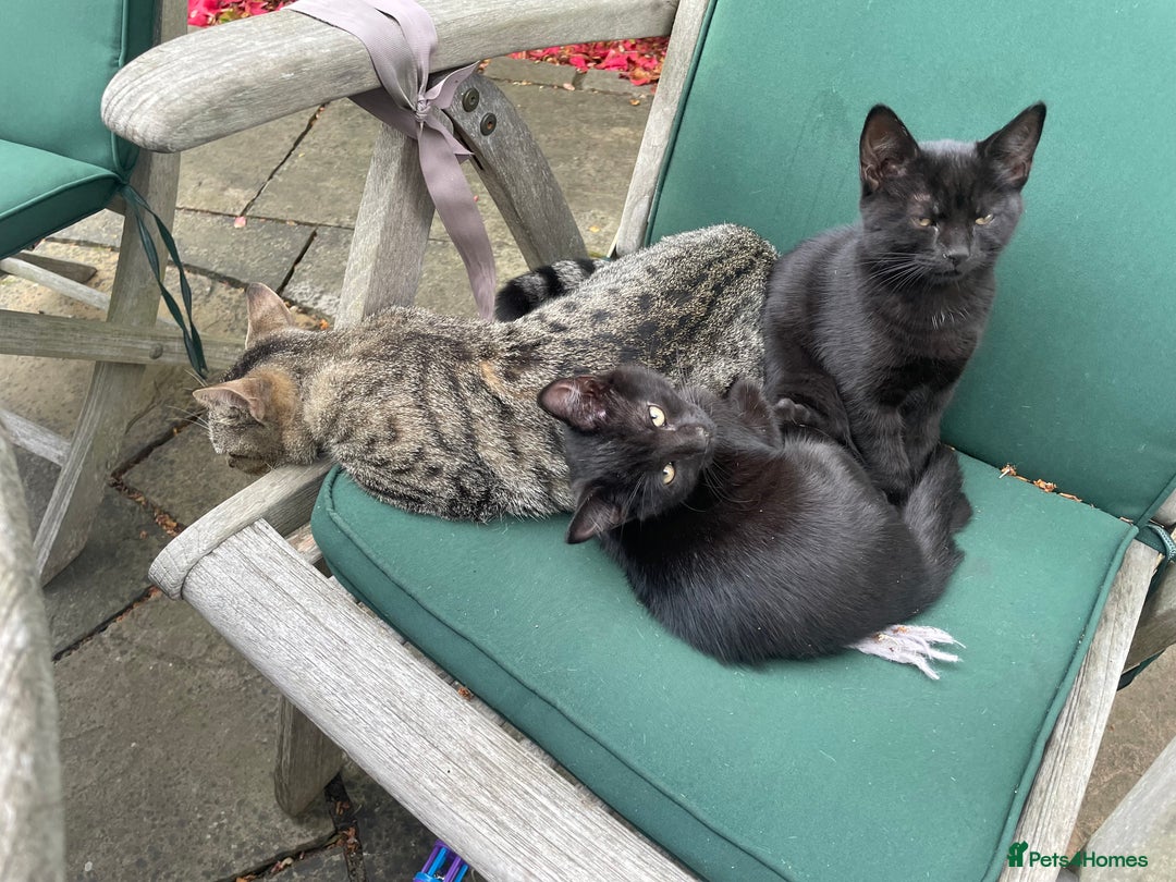 Domestic Shorthair cats for sale: Two darling black female kittens for sale in Bagshot - Image 5