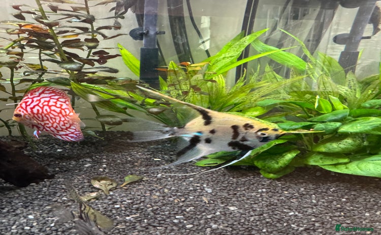 Angelfish fish - Advert 1