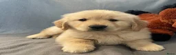 Golden Retriever dogs for sale: Golden retriever puppies - Advert 12