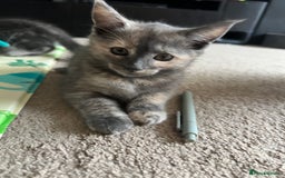 Mixed Breed cats for sale: Smokey Grey kittens for sale - Image 2