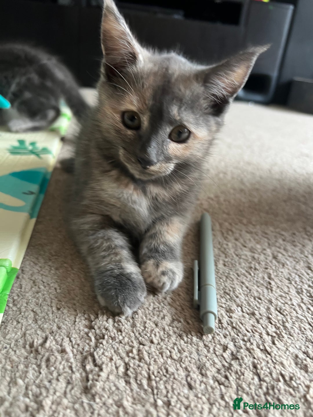 Mixed Breed cats for sale: Smokey Grey kittens for sale - Image 2