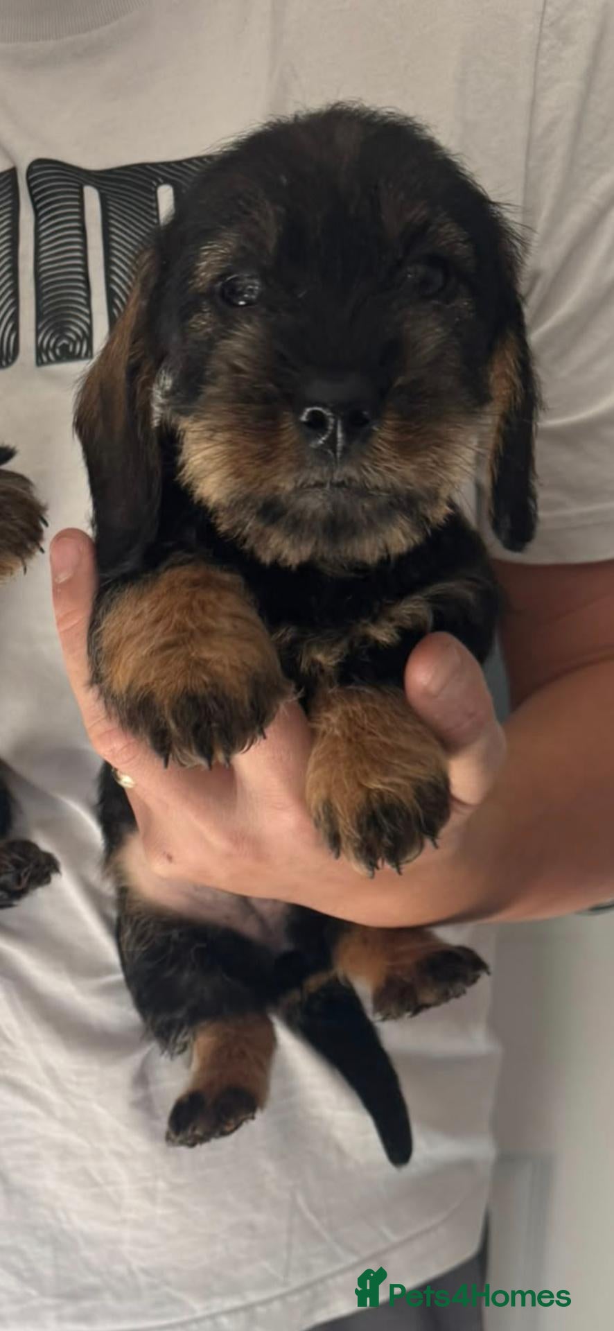 Dachshund dogs for sale: Beautiful Teckel Dachshund puppies for sale - Advert 22
