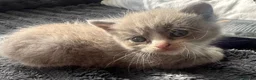 British Shorthair cats for sale: Stunning BSH x ragdoll kittens - Advert 9
