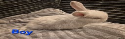Mini Lop rabbits for sale: Beautiful mini lops  - Advert 3