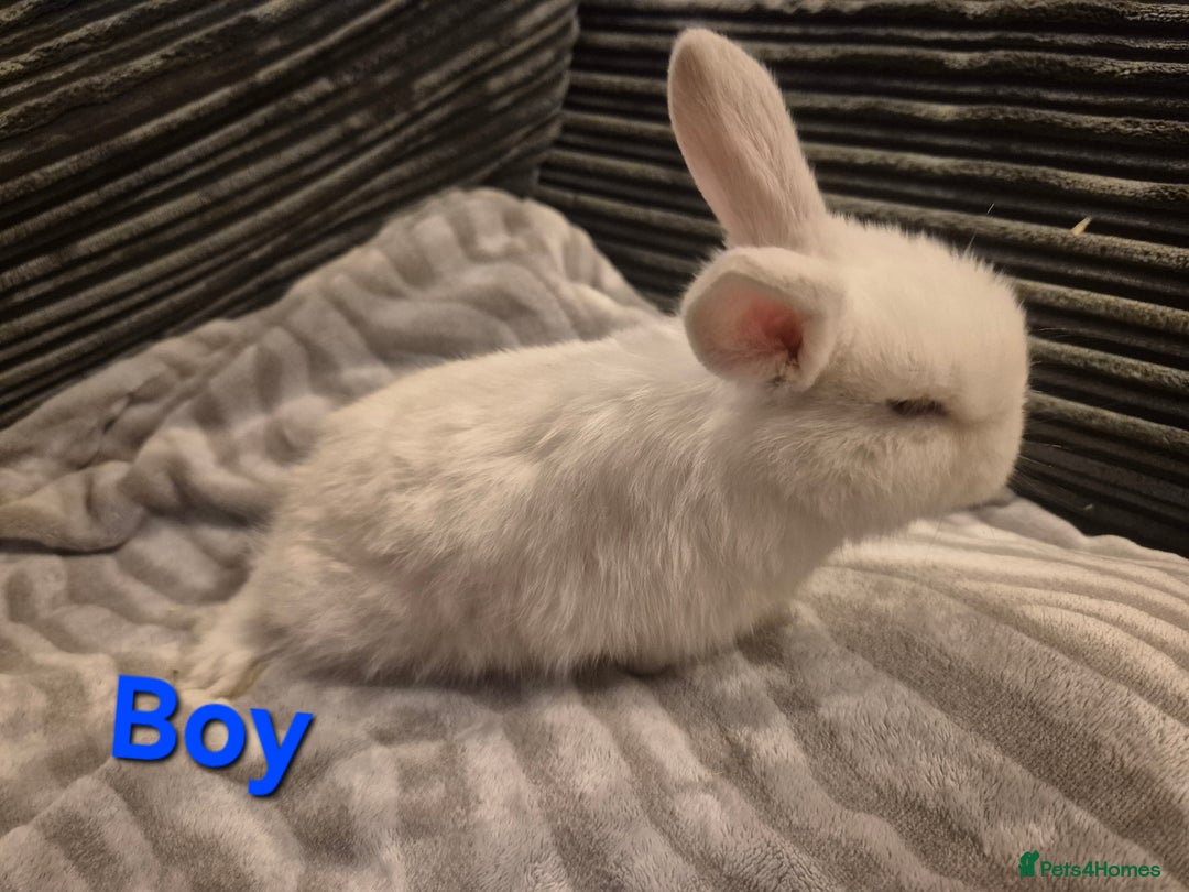 Mini Lop rabbits for sale: Beautiful mini lops  - Advert 3