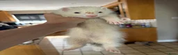 Ferret rodents for sale: 2 hobs - Advert 3