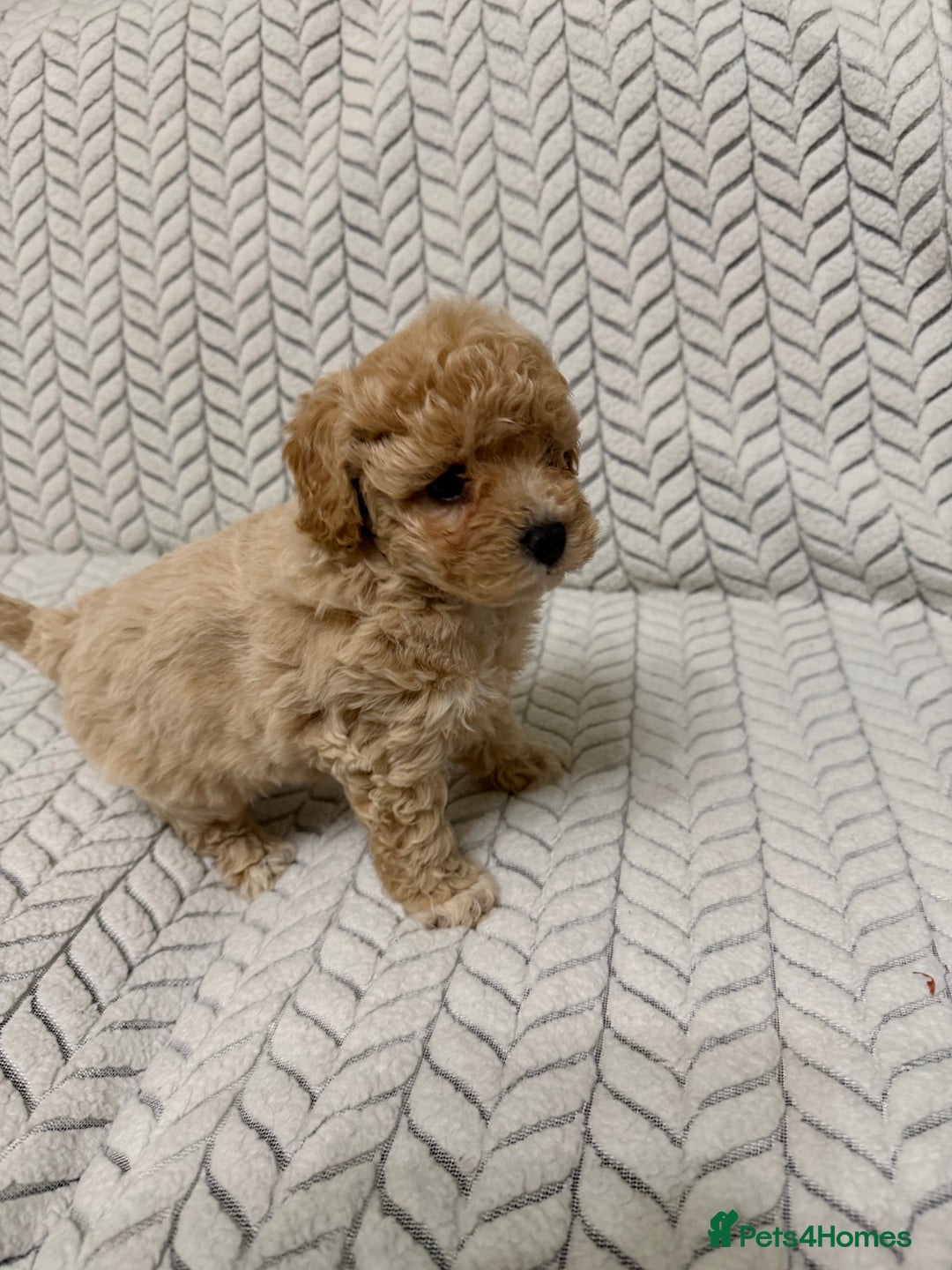 Mixed Breed dogs for sale: 🐾🐾 F1 Bb Maltipoo Puppies Boys and Girls 🐾🐾 - Image 19