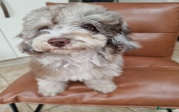 Toy Poodle dogs for sale: Stunning chocolate merle toy poodle girl! 16 weeks - Image 9