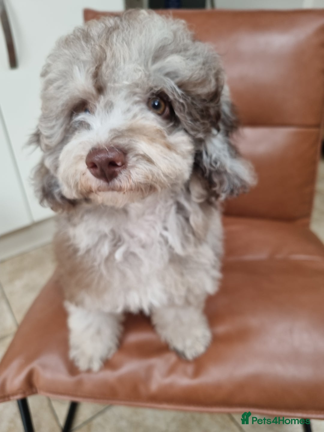 Toy Poodle dogs for sale: Stunning chocolate merle toy poodle girl! 16 weeks - Image 9