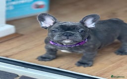 French Bulldog dogs for sale: 2 left Ready for FOREVER Home🏡French Bulldog 🐶🐾 in Preston - Image 6
