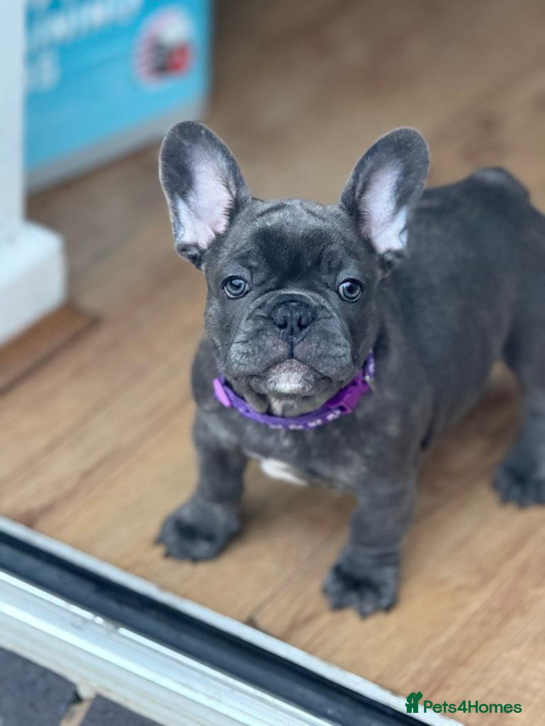 French Bulldog dogs for sale: 2 left Ready for FOREVER Home🏡French Bulldog 🐶🐾 in Preston - Image 6