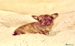 Chihuahua dogs for sale: Tiny Chihuahua girls  - Image 1