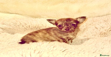 Chihuahua dogs - Advert 7