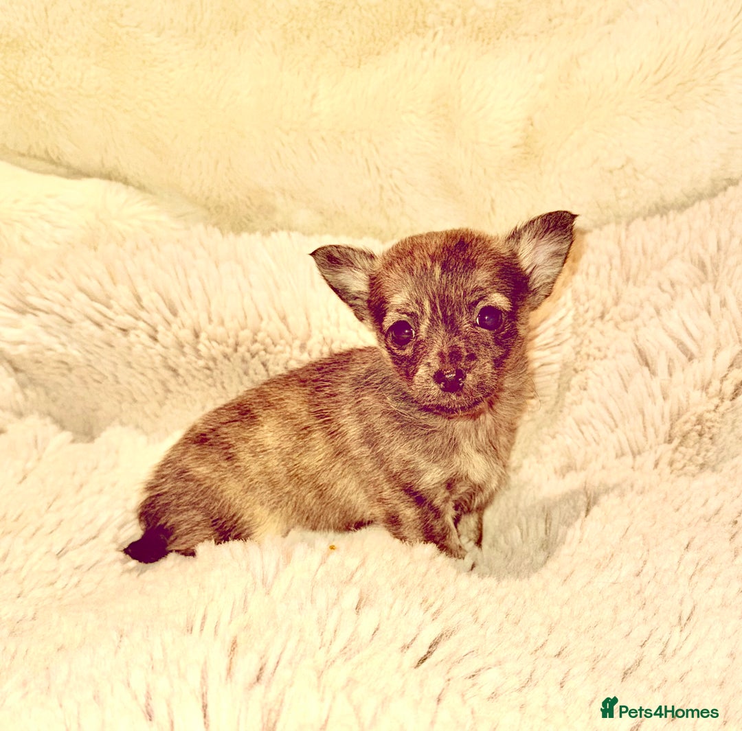 Chihuahua dogs for sale: Tiny Chihuahua girls  - Image 1