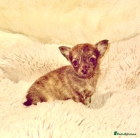 Chihuahua dogs - Advert 7