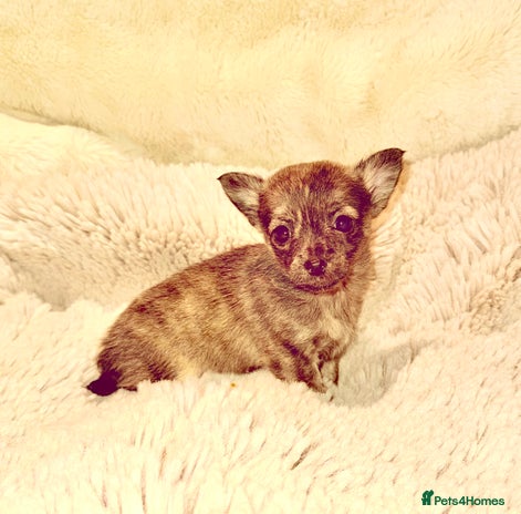 Chihuahua dogs - Advert 1