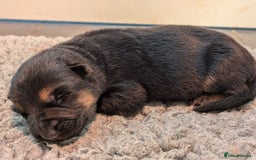 German Shepherd dogs for sale: KC Pups From Health Tested Champion Bloodlines  - Image 15