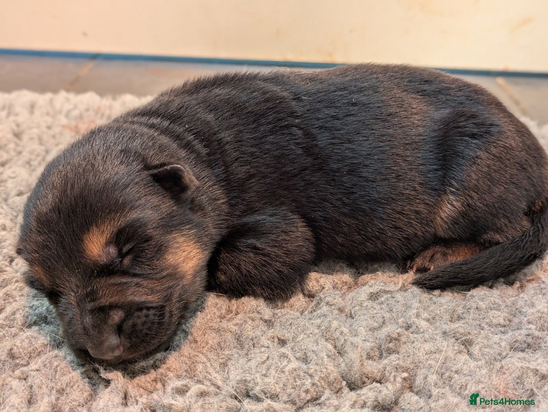 German Shepherd dogs for sale: KC Pups From Health Tested Champion Bloodlines  - Image 15