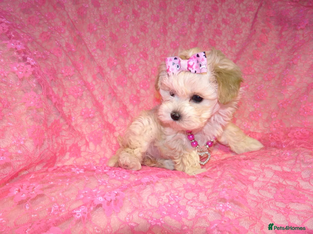Maltipoo dogs for sale: *Apricot F1 Maltese x Toy Poodle Maltipoo Puppy* - Advert 9