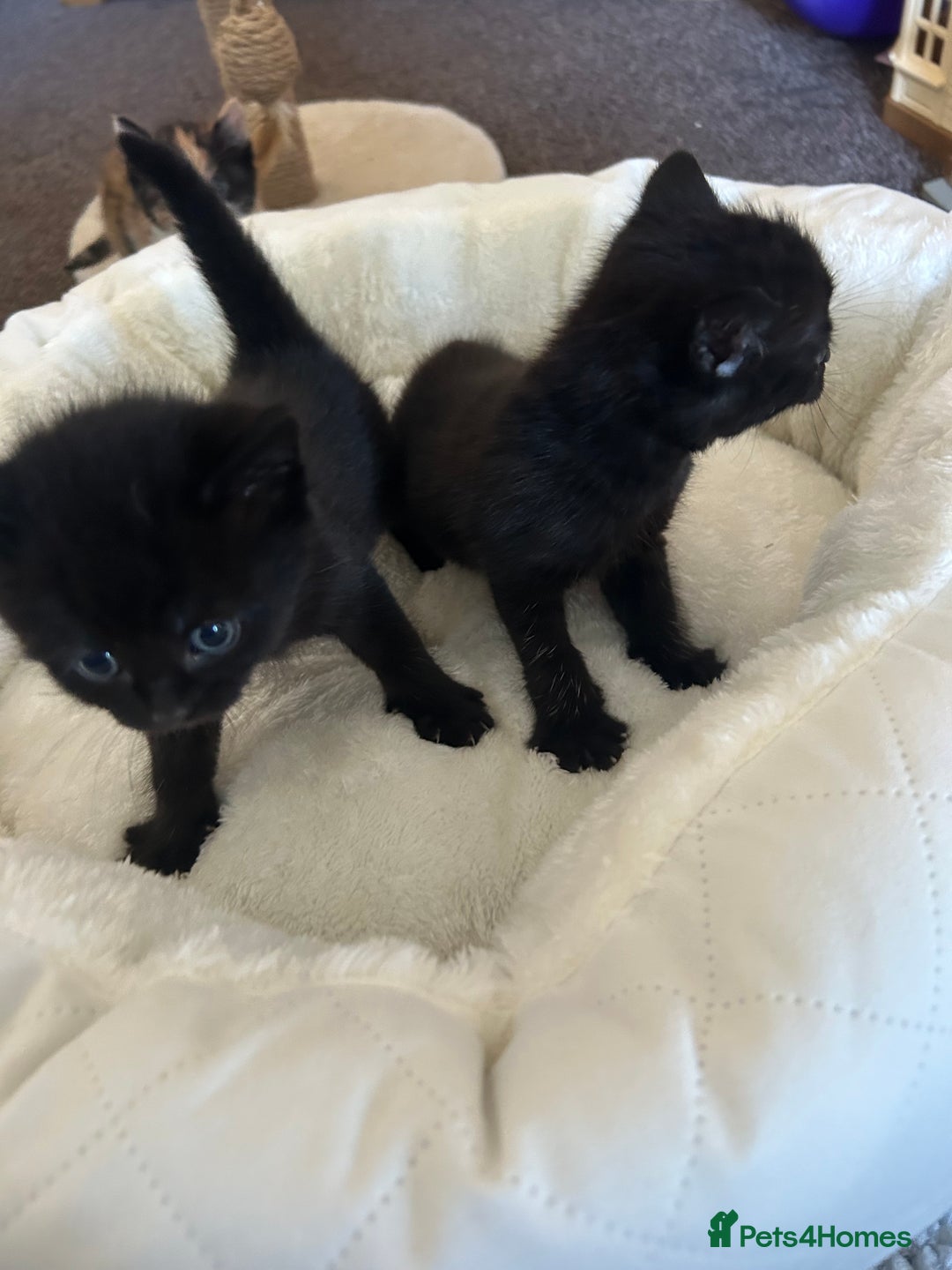 British Shorthair cats for sale: Gorgeous kittens  - Image 4