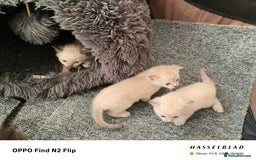 Mixed Breed cats for sale: Kittens  - Image 1