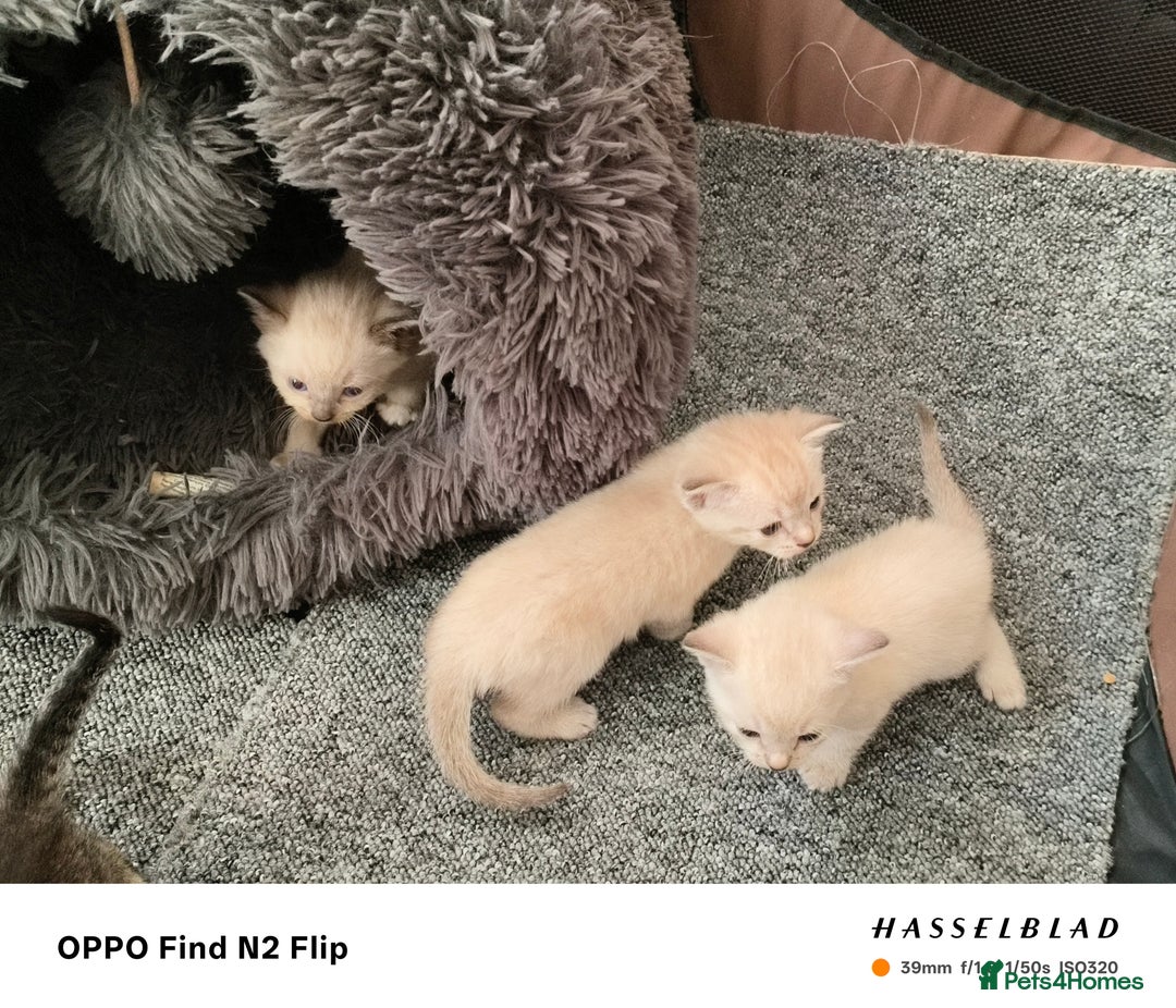 Mixed Breed cats for sale: Kittens  - Image 1