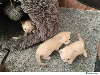 Mixed Breed cats - Advert 3