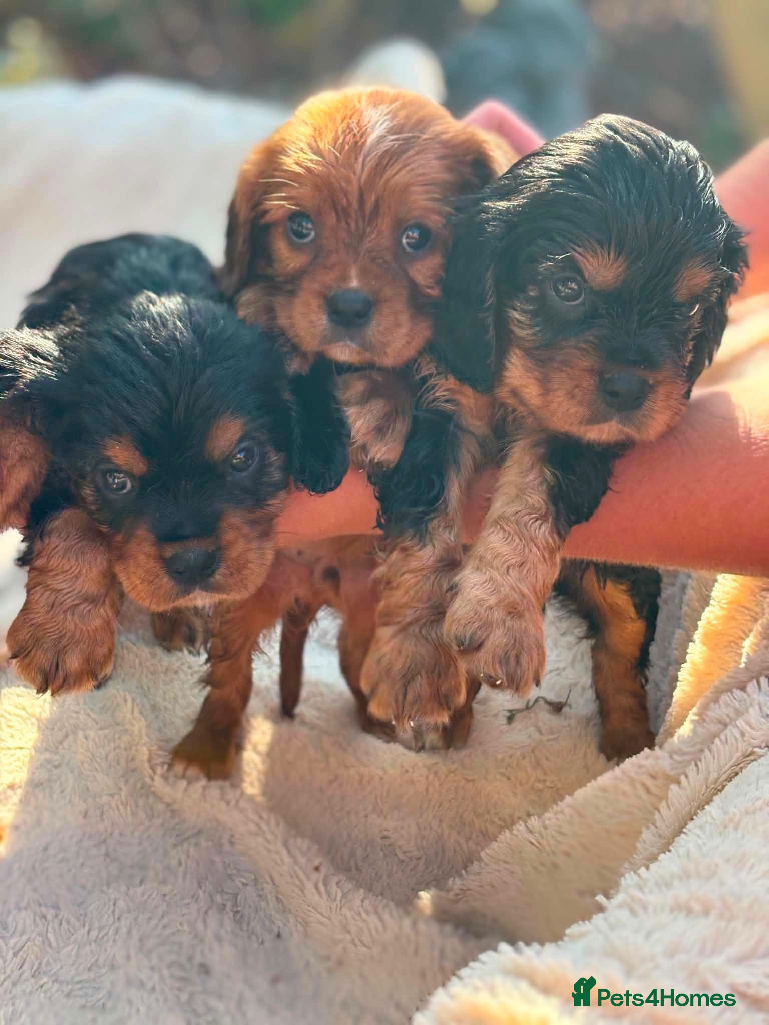 Cavalier King Charles Spaniel dogs Cavalier king charles spaniels  - Advert 2