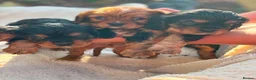 Cavalier King Charles Spaniel dogs for sale: Cavalier king charles spaniels  - Advert 2