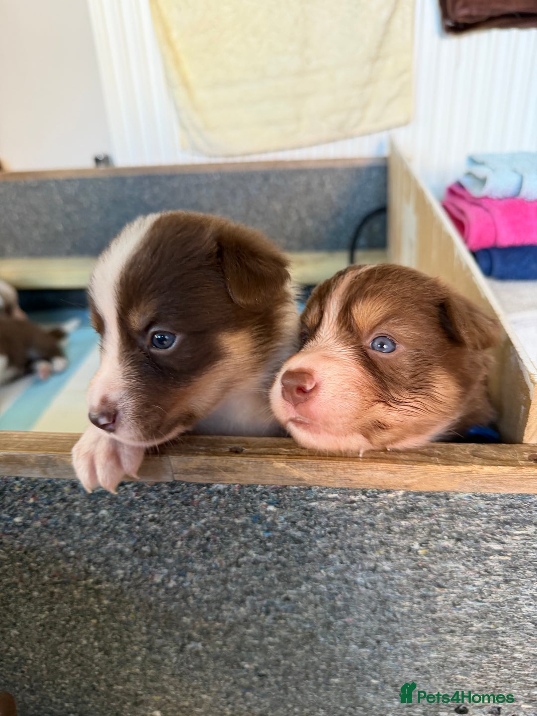 Border Collie dogs for sale: Red & white tri merle border collie puppies - Advert 5