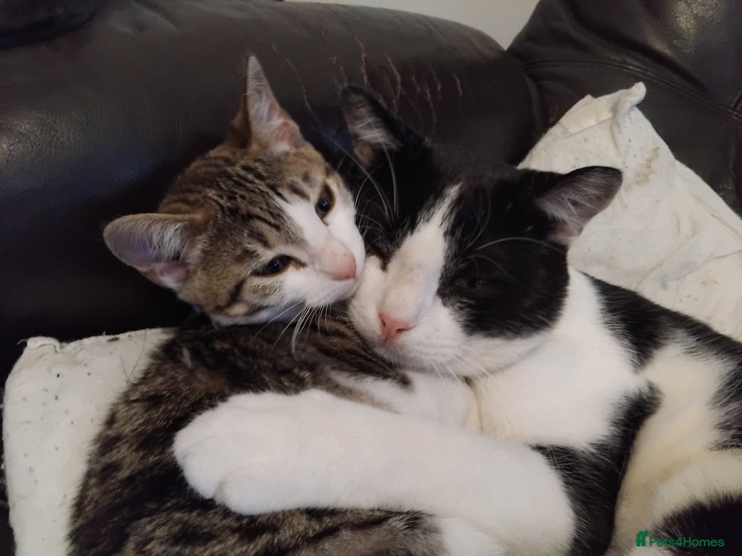 Domestic Shorthair cats for sale: Need homes asap - Image 4