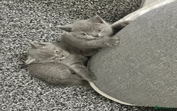 British Shorthair cats for sale: British shorthair kittens  - Image 2