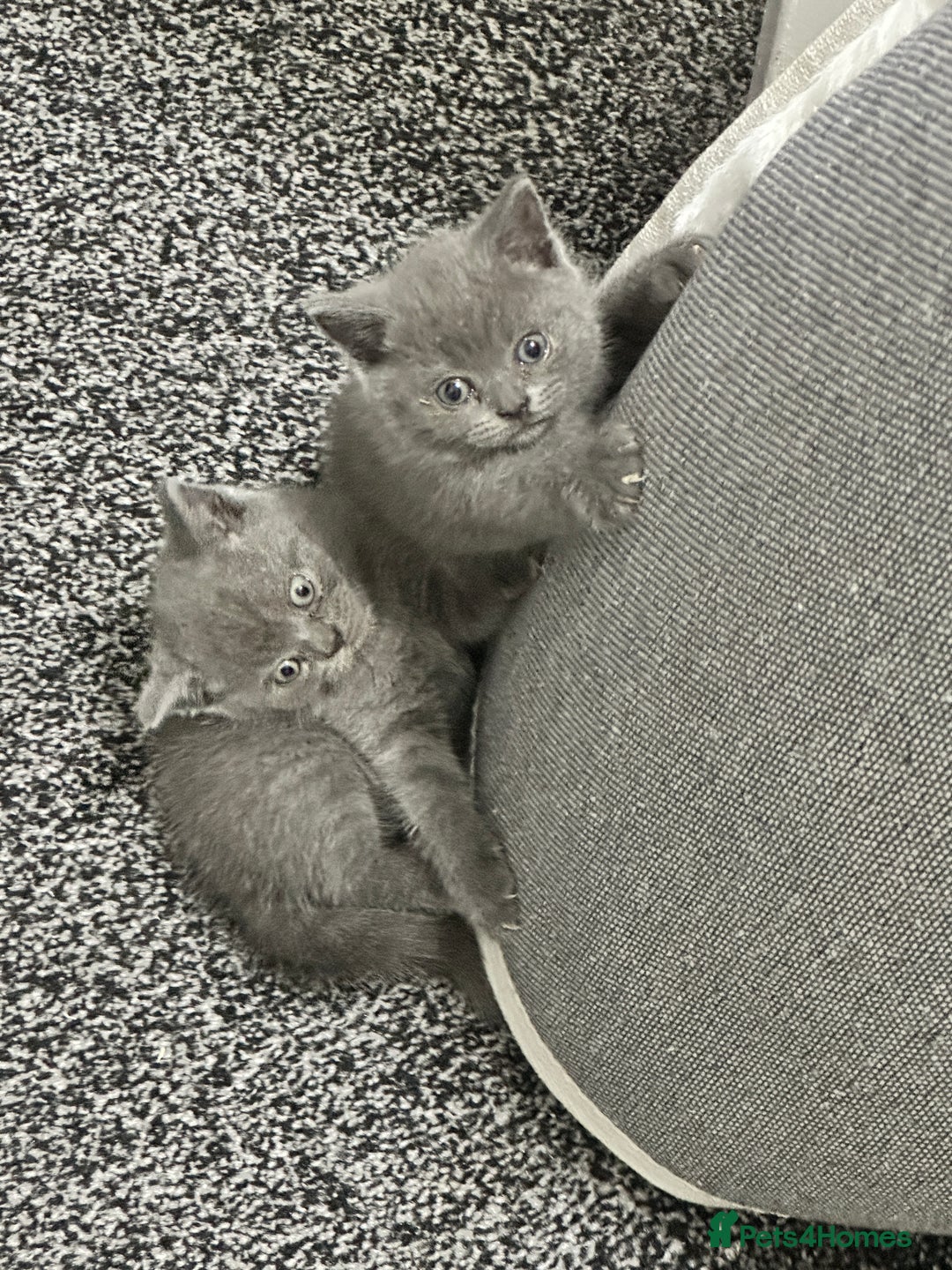 British Shorthair cats for sale: British shorthair kittens  - Image 2