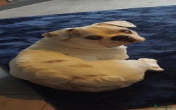 French Bulldog dogs for sale: French bulldog with blue husky coy - Advert 3