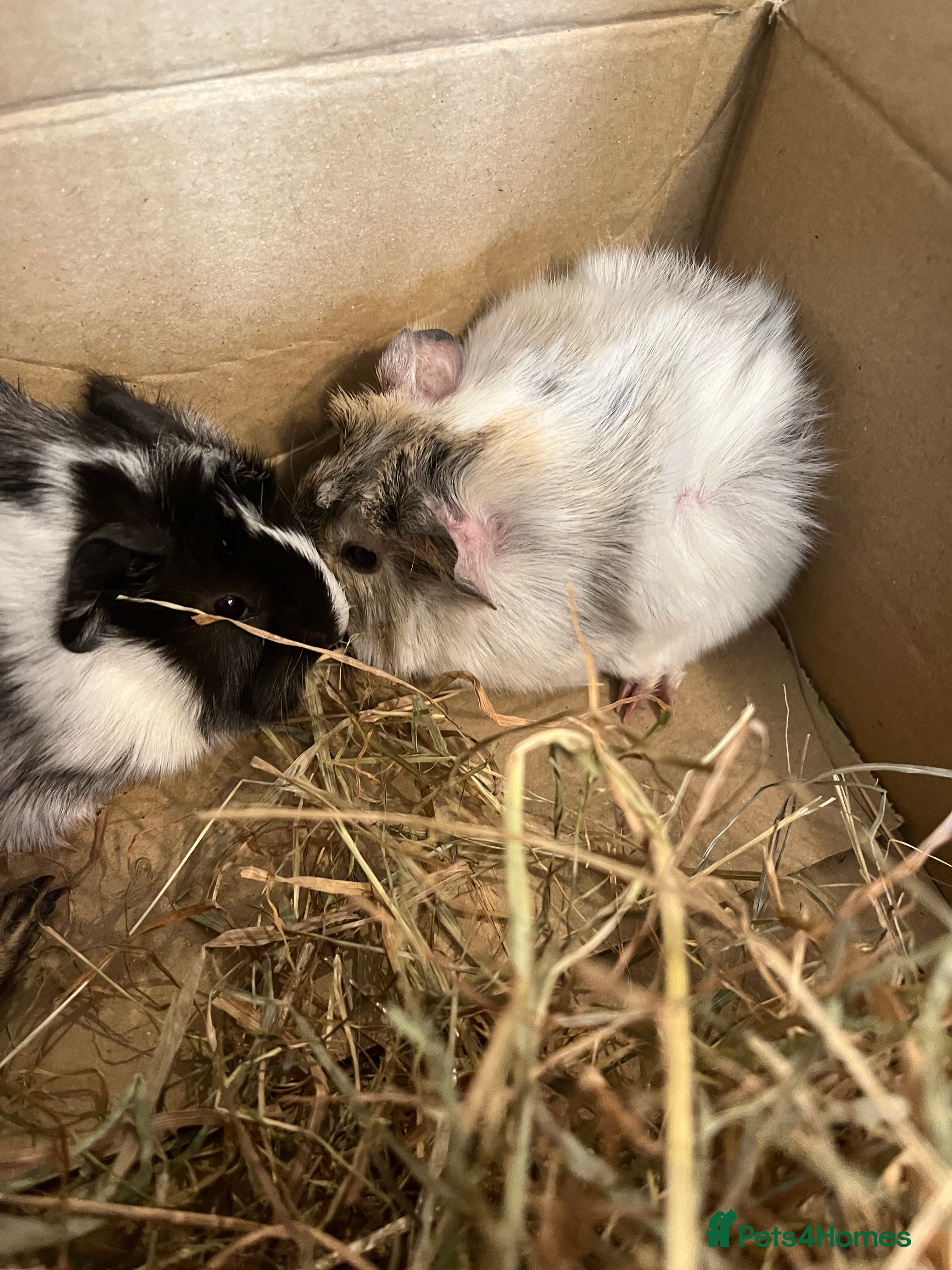 Guinea Pig rodents baby guinea pigs - Advert 16