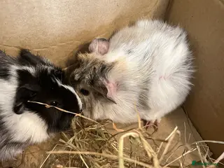 Guinea Pig rodents baby guinea pigs - Advert 16