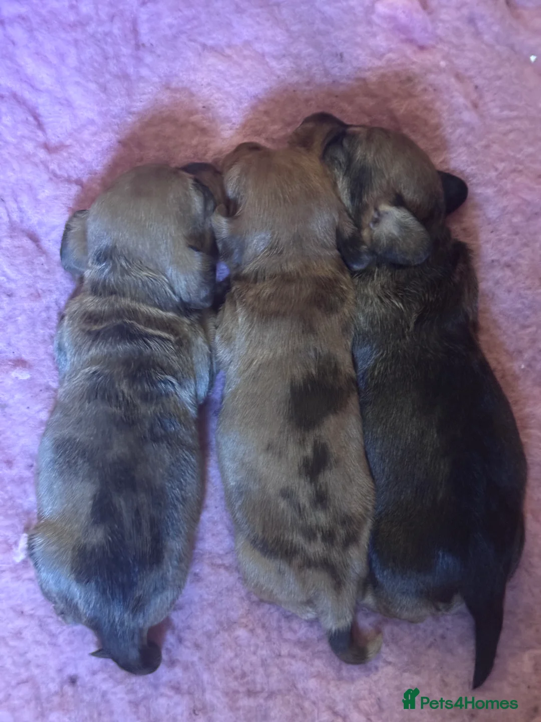 Dachshund dogs for sale: Miniature wire haired dachshunds - Advert 9