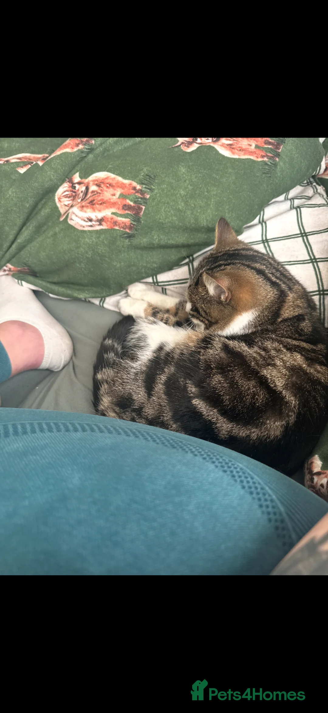 Mixed Breed cats for sale: CAT IS FREE  - Advert 2