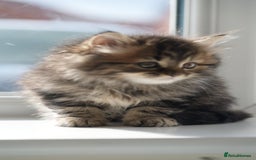 Mixed Breed cats for sale: Three Mixed kittens ( british short hair mother ) - Image 2