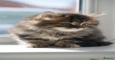 Mixed Breed cats - Advert 3